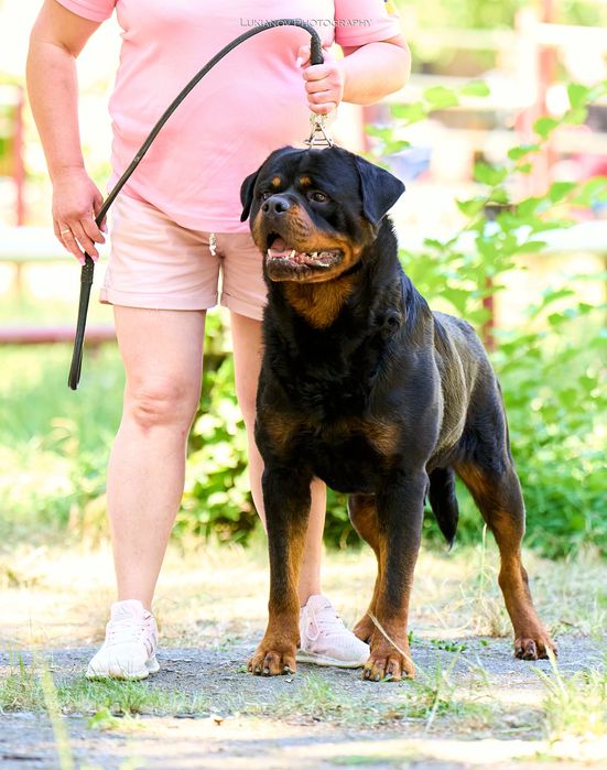 Kennel Iz Vom Haus Honda Fortuna.