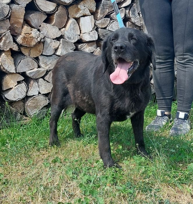 Negra sunia do adopcji