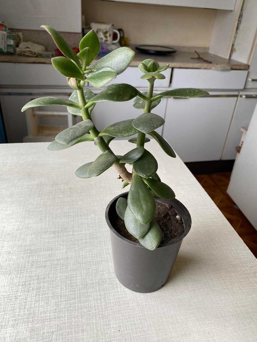 Денежное дерево Толстянка в горшке Комнатное растение