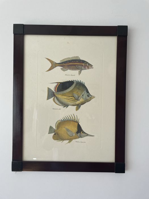 Quadros de Peixes coloridos