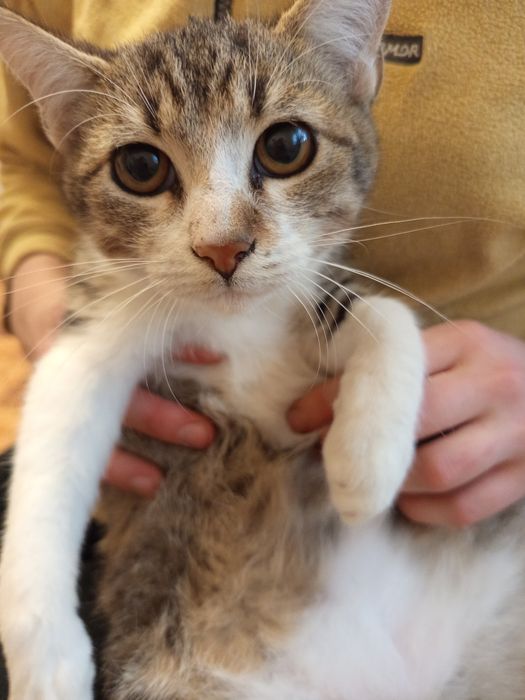 Продаются  котики