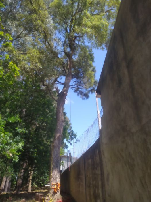 Poda de árvores e sebes