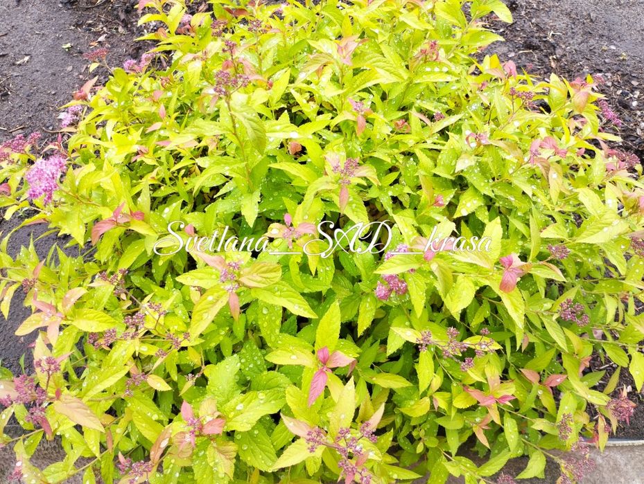 Спірея Голдфлейм, спирея голдфлейм, Gold Flame, ЗКС
