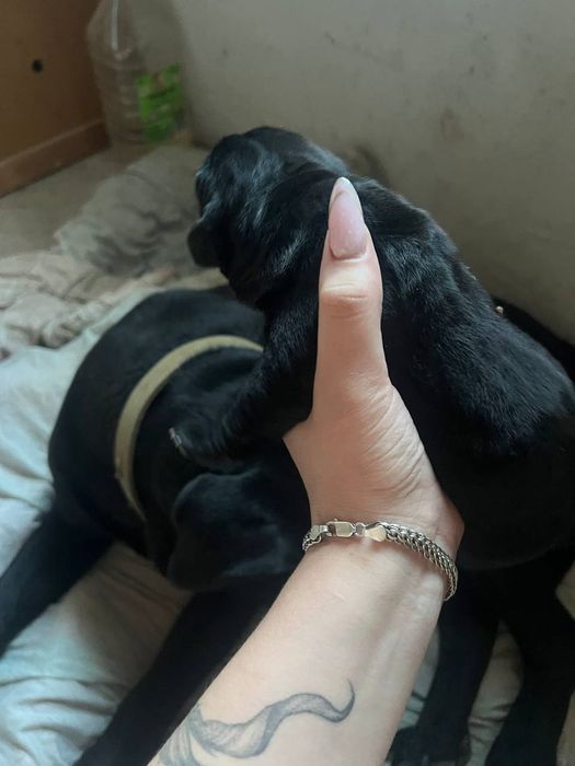 Кане Корсо Продам