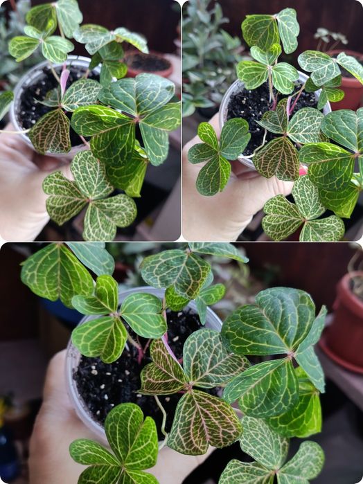 Кислица Corimbosa Aurea reticulata