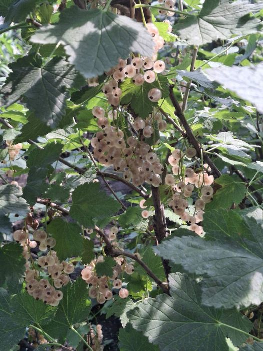 Продам саженцы, колоновидные растения