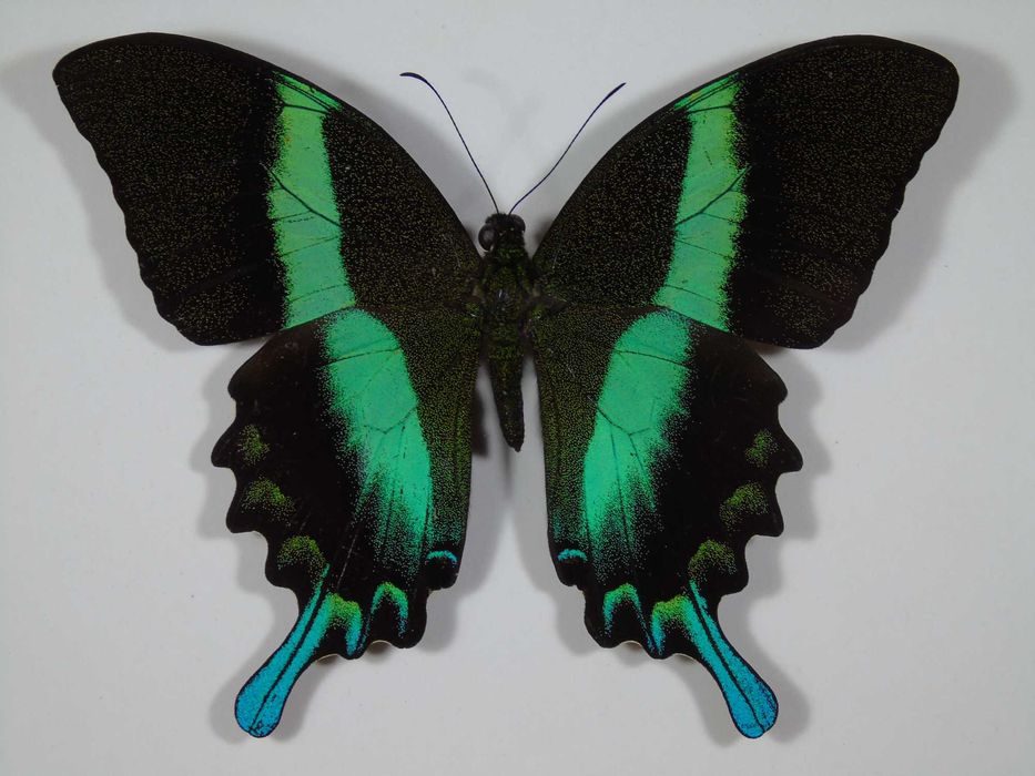 Motyl w ramce 22x17cm . Papilio blumei .
