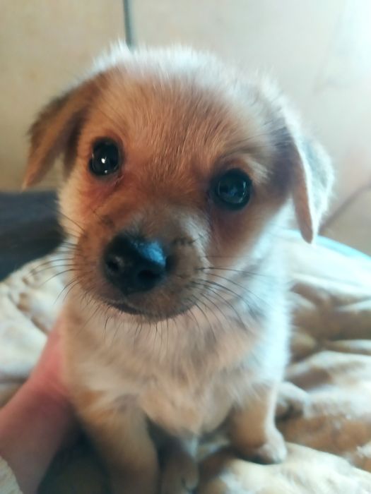 Щенок метис в добрые руки