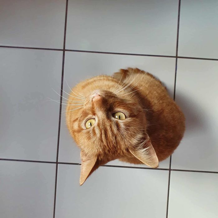 Cudny rudzielec już teraz może dołączyć do Waszej rodziny