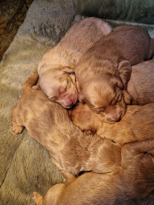 Goldendoodle piękna sunia