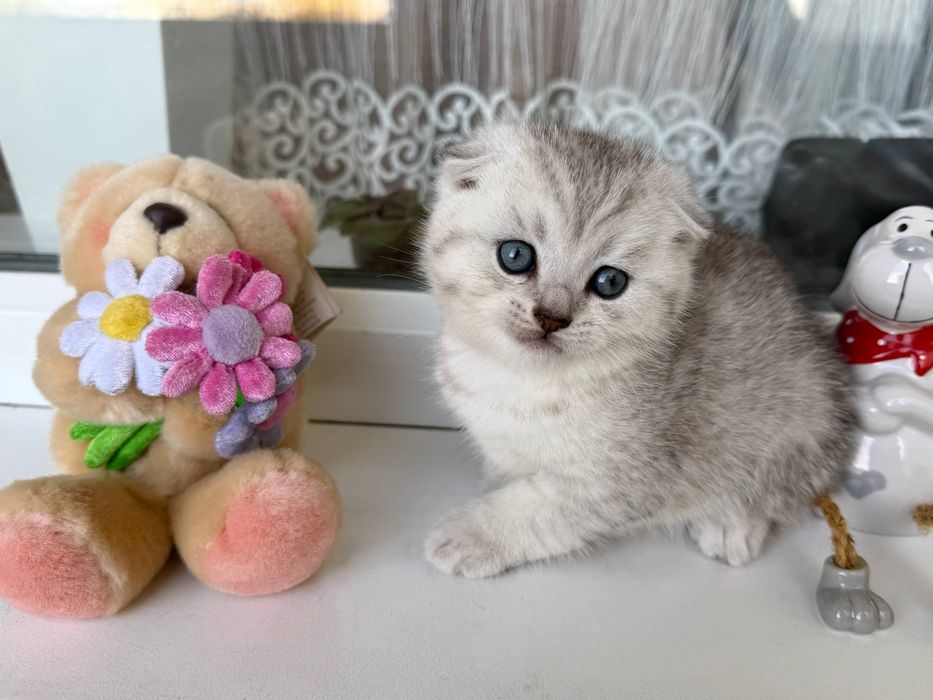 Шотландські кошенята