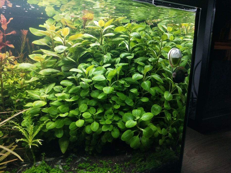 Lobelia Cardinalis sp. Mini (Stroiczka kardynalska )