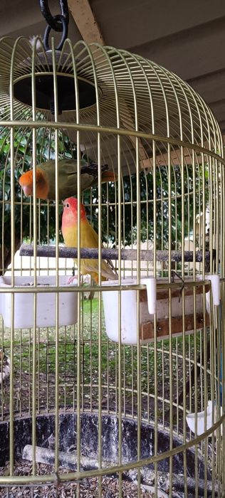 Rosicóllis fêmeas c Gaiola