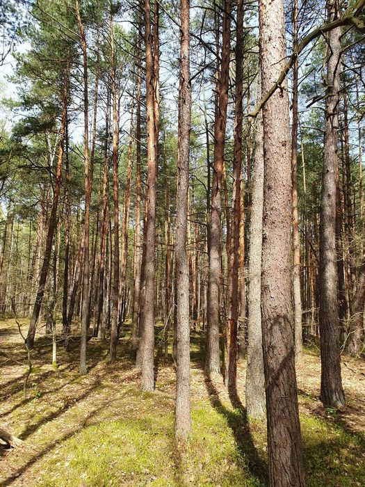 1,38 ha działka leśna w Leżajsku - sprzedam - Widok 5