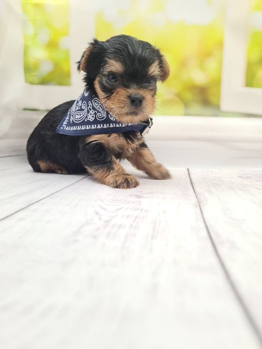 Чистокровні йоріки!Доставка.Є бівер йорки КСУ