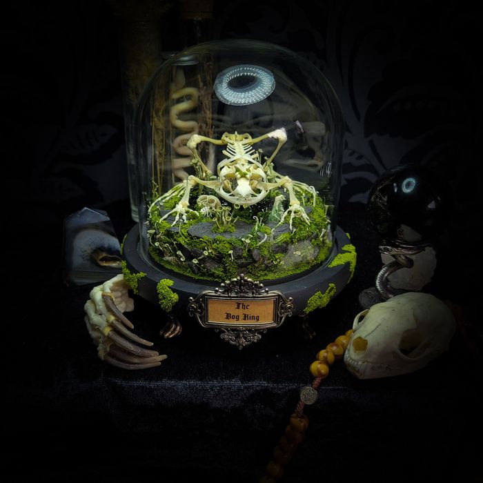 Taksydermia szkielet ropuchy