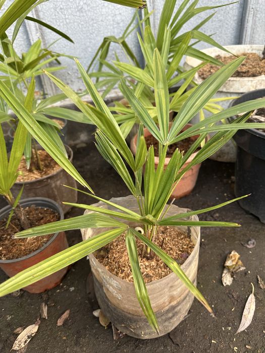 Пальма Трахикарпус