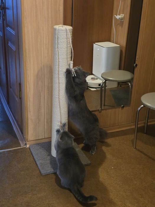 Для великих котів,кігтеточка, когтеточка