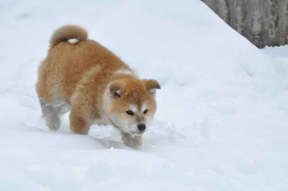 Акіта іну купити Івано Франківськ