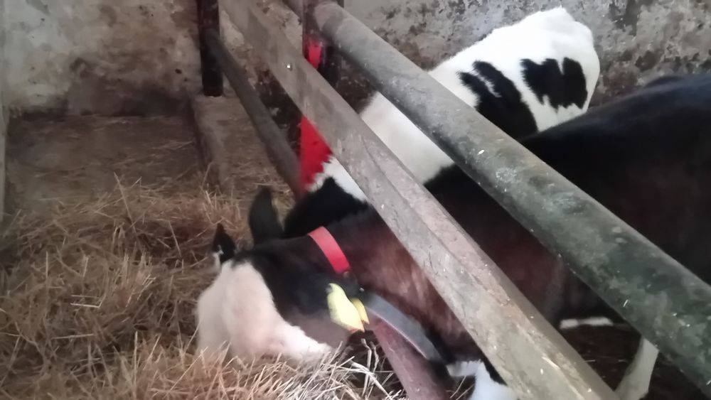 Byk jałówka  mięsne sztuki