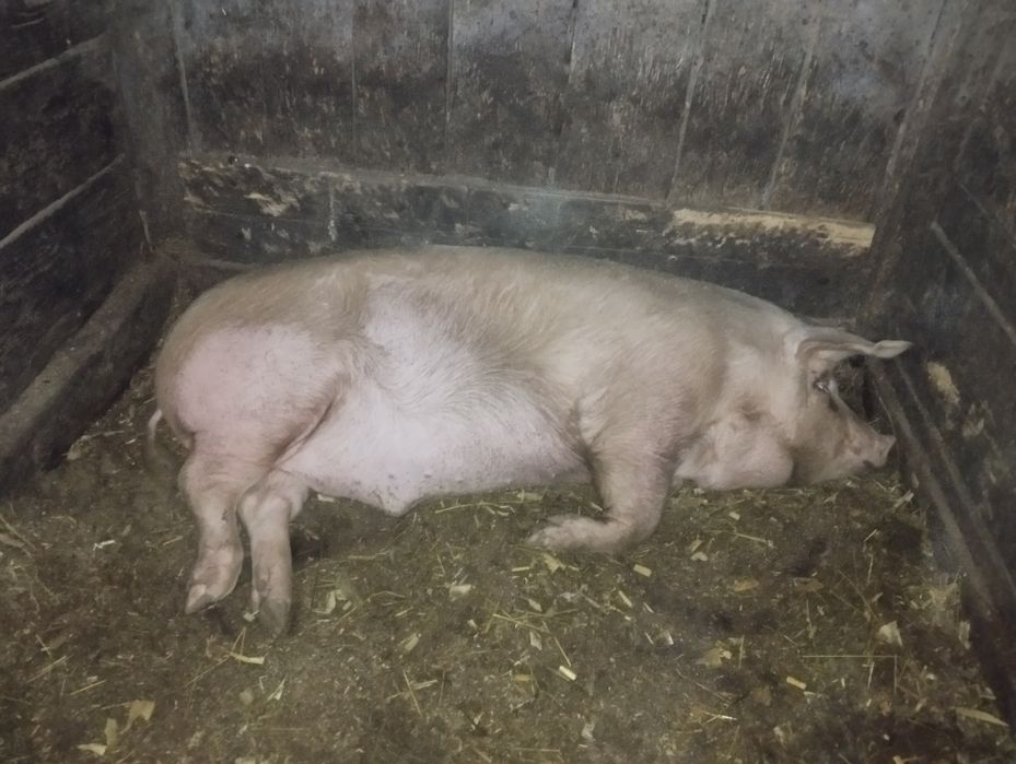 Домашне господарство