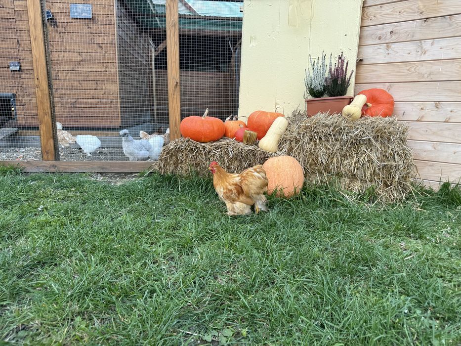 Kochim miniaturowy kogut