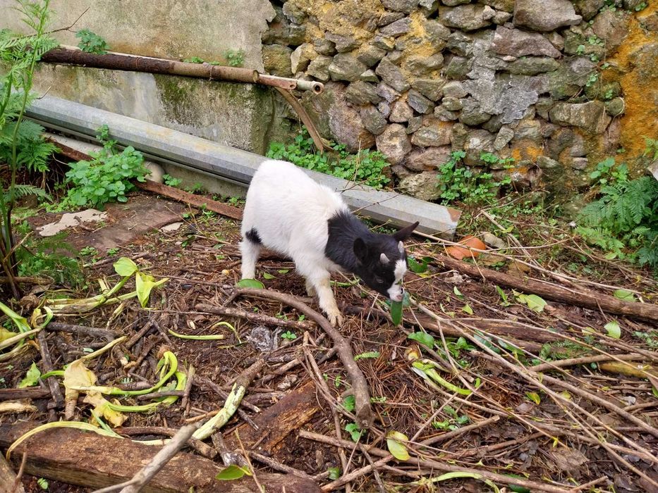 Cabrito anão 1 ano