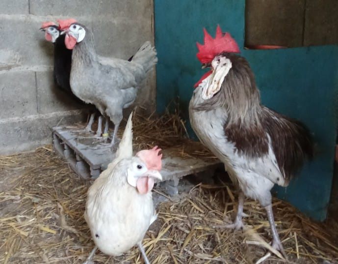 Ovos de cara de palhaço e pintos de várias raças e idades