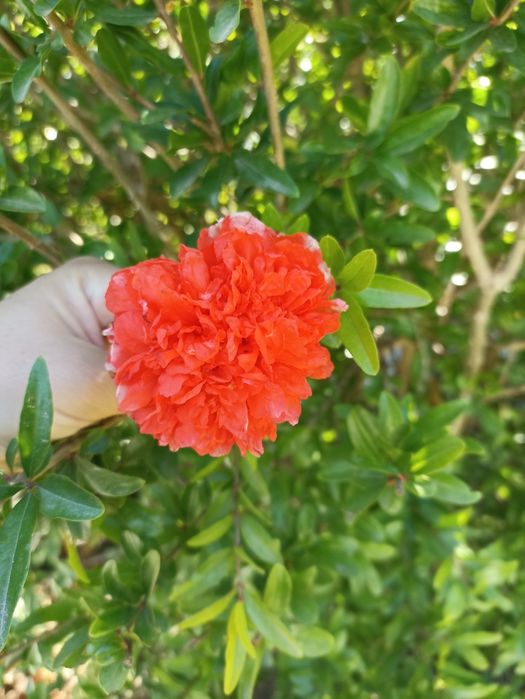 Romanzeira de Jardim - púnica