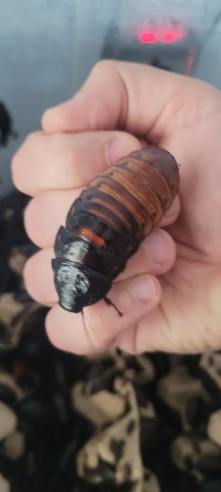Karaczany madagaskarskie (Gromphadorhina portentosa) – Nadwyżka z prywatnej hodowli