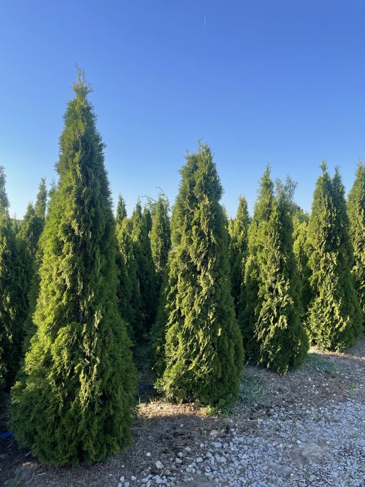 Duże Tuje Brabant 270cm ‼️PRODUCENT‼️tuje Brabant do 4,5m