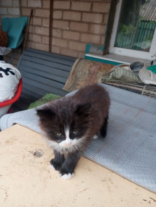 Маленький котик-муркотик