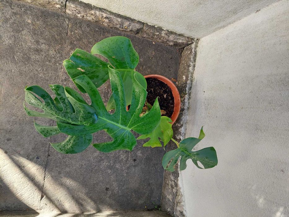 Costela-de-adão - Monstera deliciosa