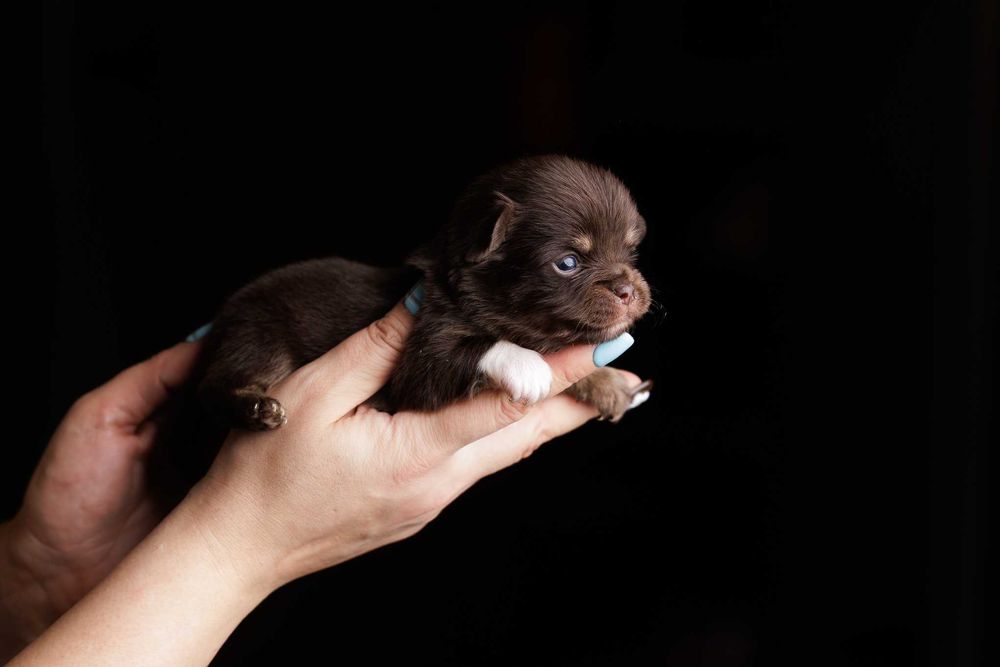 Chihuahua* Czekoladowy chłopczyk długowłosy