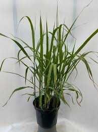 Miskant Chiński Memory Cena 30 zł