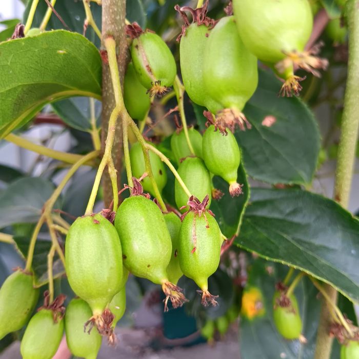 Árvores de frutos