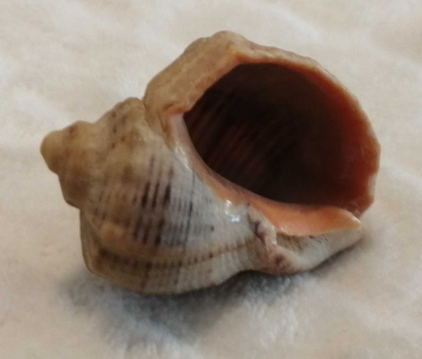 Muszla 4,2cm, 64 (Kreatywne)