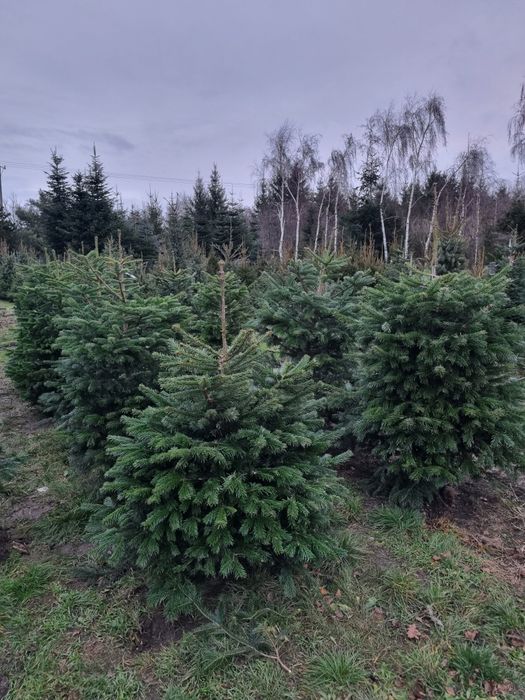 Jodła Kaukaska Hodowana w donicy idealna do ogrodu CHOINKI