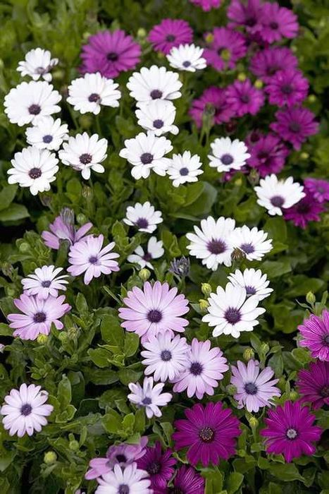 Насіння остеоспермуму