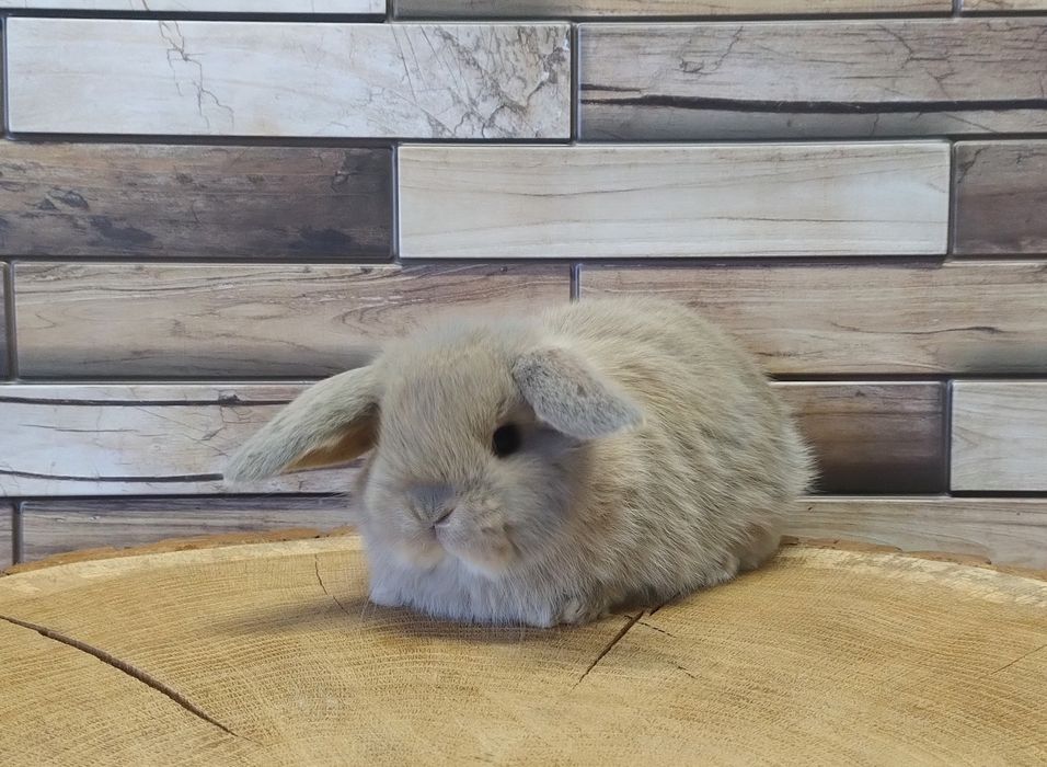 Mini lop wolne króliczki baranki
