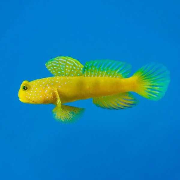 Cryptocentrus cinctus - Yellow Prawn Goby
