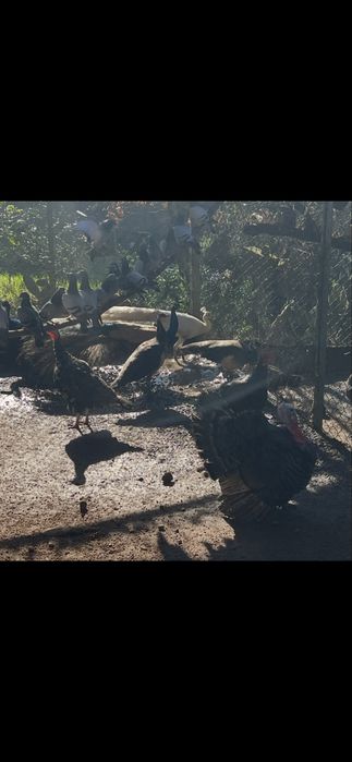 Pavoes e faisao macho temminck