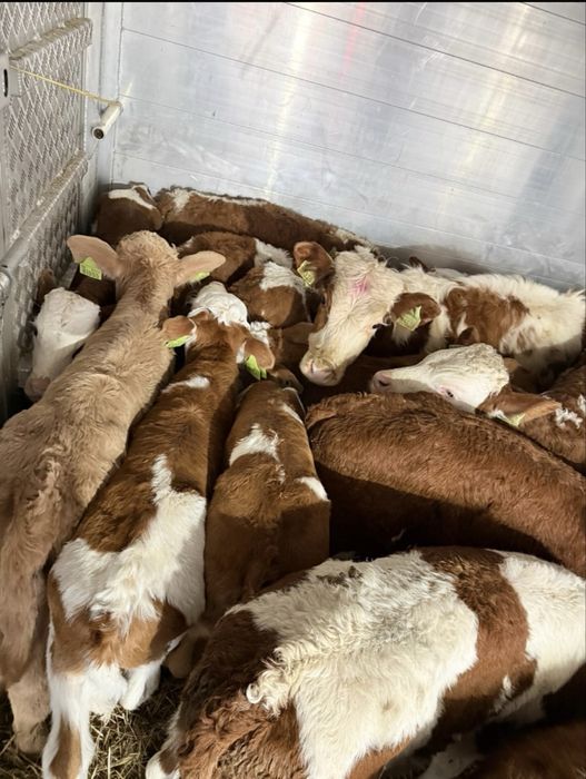 Byczki oraz jałówki