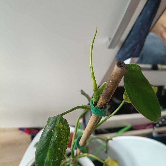 philodendron domesticus variegata-cięty szczyt