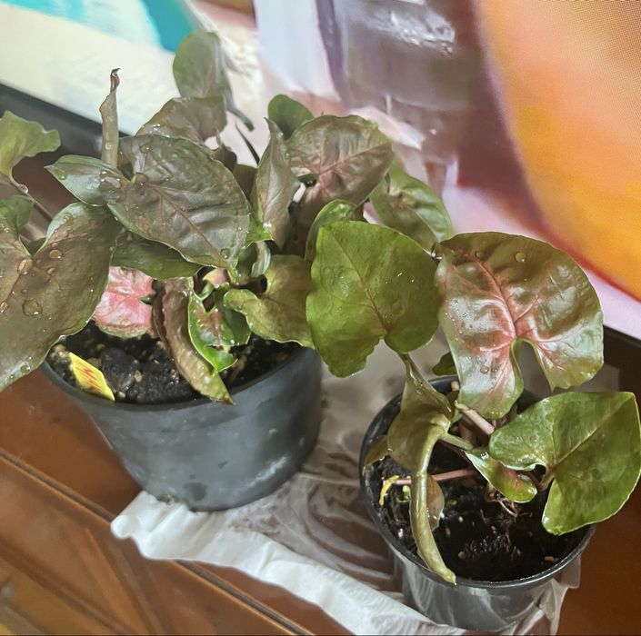 Syngonium Maria roślina doniczkowa