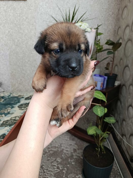 віддам даром цуценят