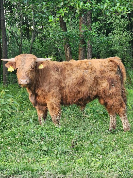 Sprzedam bydło Highland w różnym wieku