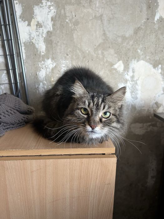 Отдам кошку в хорошие руки