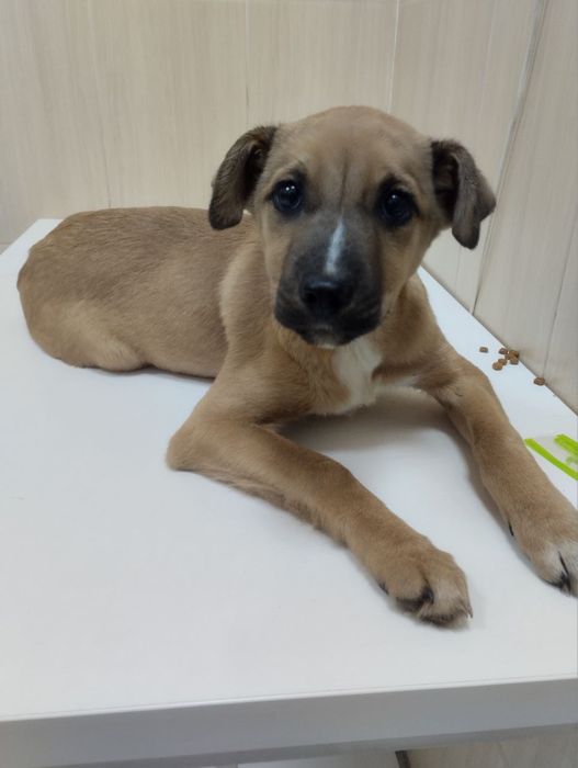 Цуценята в добрі руки