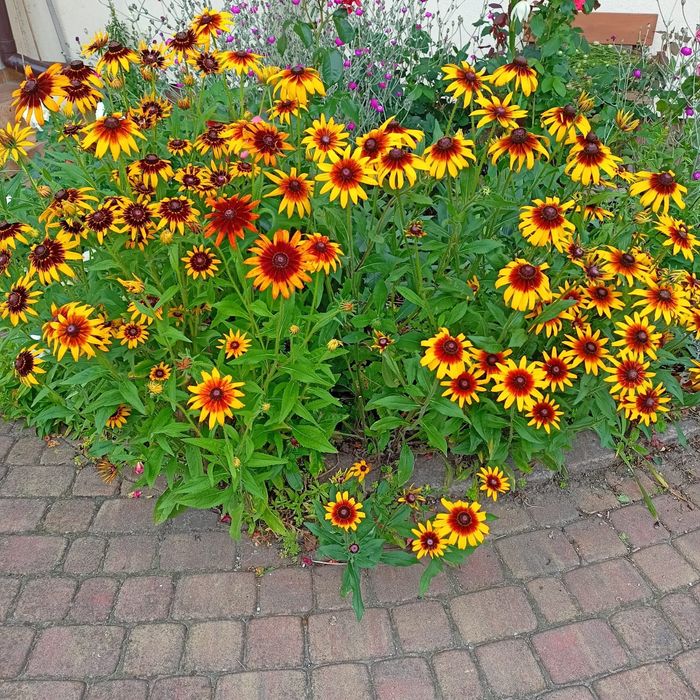 Rudbekie sadzonki